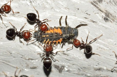 Ant Pest Control and Removal Sydney – Pestige Solutions