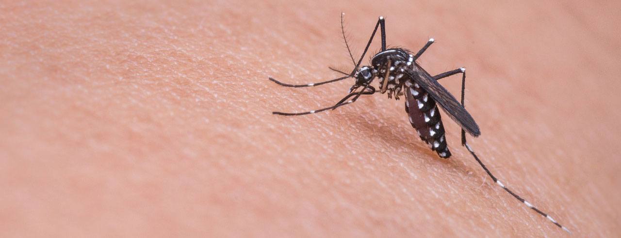 Mosquito biting - Mosquito Control Sydney – Pestige Solutions