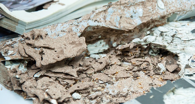 Termite damage can devalue your home
